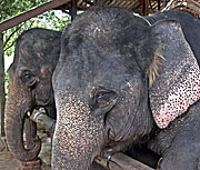 Asienreisender - Elephants in a Camp